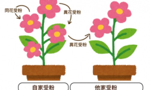 白毛夏枯草与夏枯草区别网—知名的白毛夏枯草的功效和作用主治网站,分享白毛夏枯草和夏枯草治肺结节哪个好知识