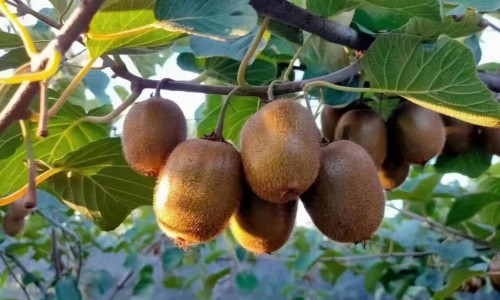 白毛夏枯草图片欣赏-白毛夏枯草与夏枯草区别网—知名的白毛夏枯草的功效和作用主治网站,分享白毛夏枯草和夏枯草治肺结节哪个好知识
