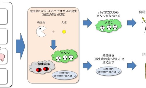白毛夏枯草图片欣赏-白毛夏枯草与夏枯草区别网—知名的白毛夏枯草的功效和作用主治网站,分享白毛夏枯草和夏枯草治肺结节哪个好知识